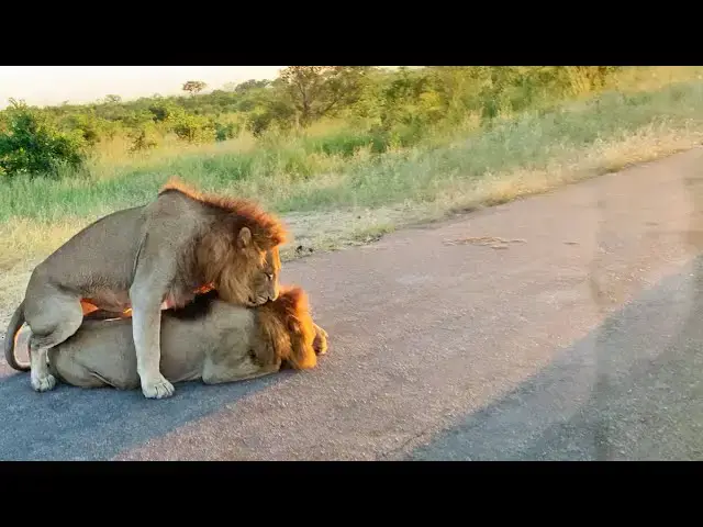 Video thumbnail for How Male Lions Show Dominance…