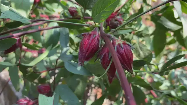 Video thumbnail for Amazing nature 4K!