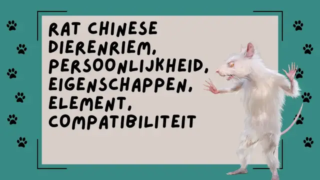 Video thumbnail for Rat Chinese dierenriem, persoonlijkheid, eigenschappen, element, compatibiliteit