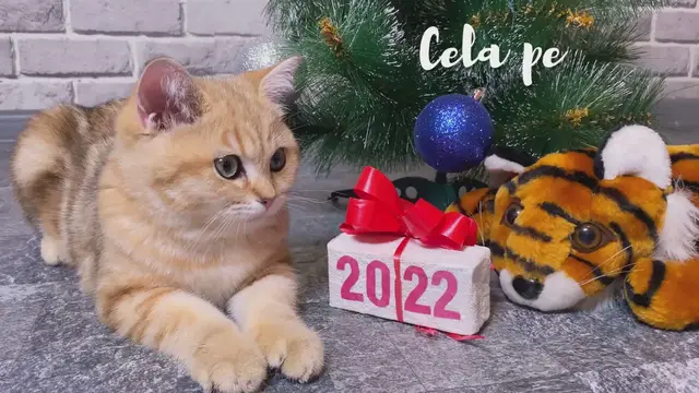 'Video thumbnail for Les chats à Noël'