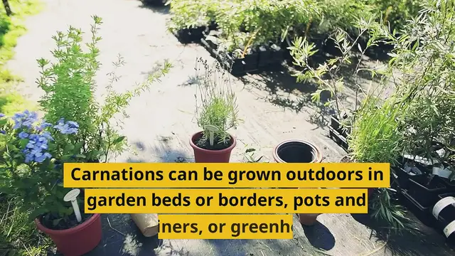 'Video thumbnail for Where Do Carnations Grow: A Guide To Their Natural Habitat'