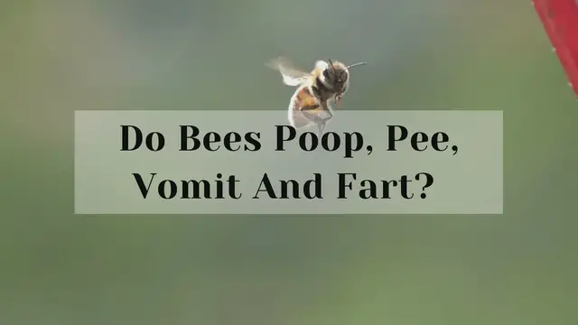 Video thumbnail for Do Bees Poop, Pee, Vomit And Fart?