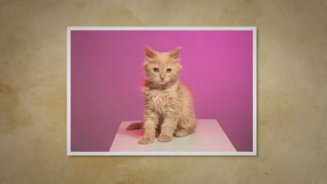 'Video thumbnail for Can Cats Cry?'