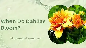 Video thumbnail for When Do Dahlias Bloom?