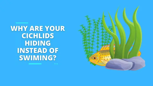 Video thumbnail for Why Are My Cichlids Hiding? Is Something Wrong?