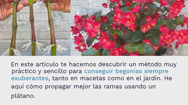 Video thumbnail for Begonias, cómo propagar ramas sin cesar con 1 plátano: se multiplica instantáneamente