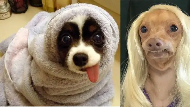 'Video thumbnail for The life of a Dog Video | Cute and Funny Dog Videos | Dogsforest.com'