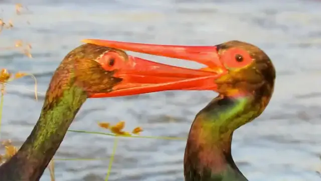 Video thumbnail for Stork's Beak Gets Stuck in the Other's Throat