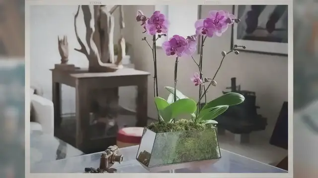 'Video thumbnail for 10 Best Orchid Pots For Phalaenopsis '