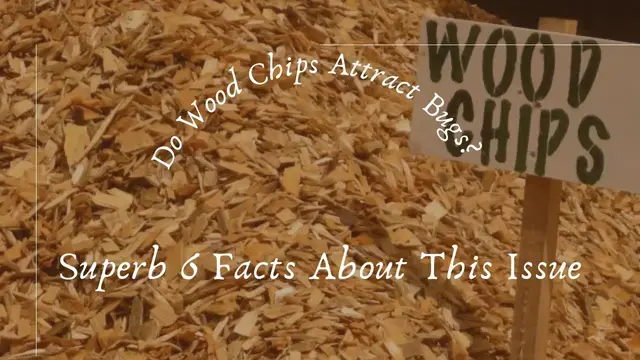 'Video thumbnail for Do Wood Chips Attract Bugs? Superb 6 Facts About This Issue'