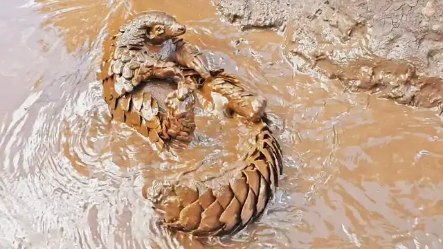 Video thumbnail for This Pangolin REALLY Loves Swimming