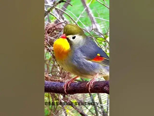 'Video thumbnail for Red-billed leiothrix'