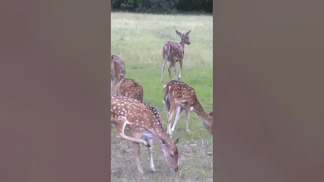Video thumbnail for Spotted deer herd in wilpattu national park #shorts