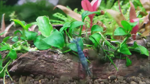 Video thumbnail for Neocaridina Blue Dream Shrimp