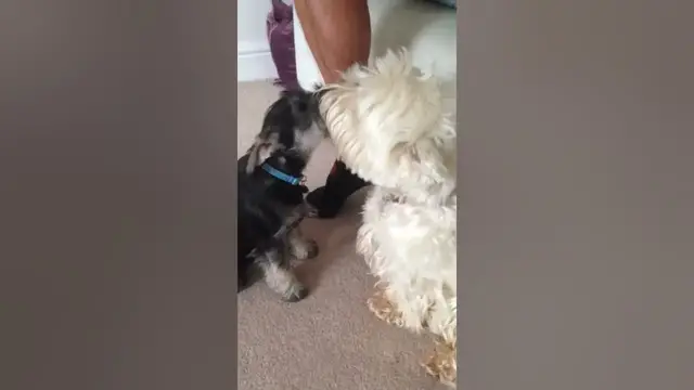 'Video thumbnail for Cute puppy video'