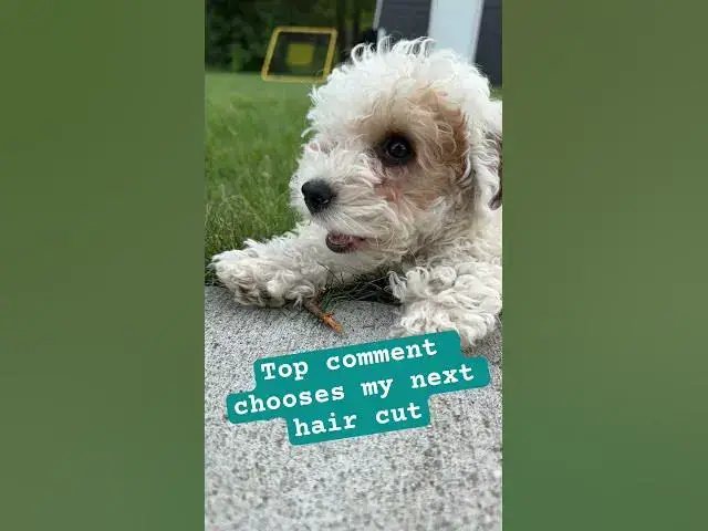 Video thumbnail for Don’t make it bad #shorts #commentschoose