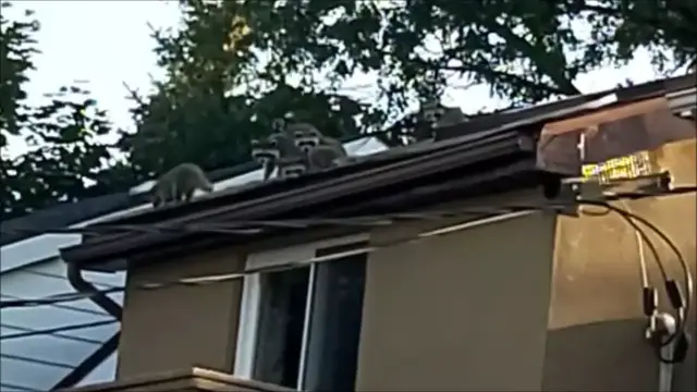 Video thumbnail for Raccoons' neighbourhood hangout on a roof in Toronto