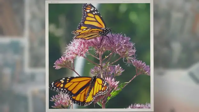 Video thumbnail for What Are Some Butterflies That Look Like Monarchs?