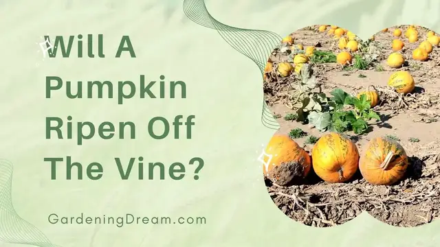 Video thumbnail for Will A Pumpkin Ripen Off The Vine
