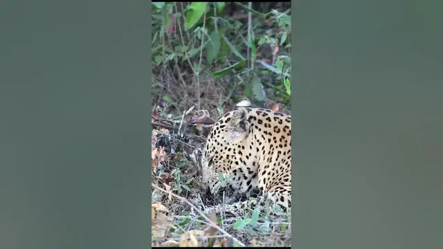 Video thumbnail for Leopard eating his small prey #shorts