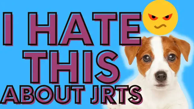 Video thumbnail for I Hate These Things About Jack Russell Terriers: You Should Know These Things First Before Hand