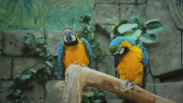 Video thumbnail for Blue And Gold Macaw