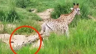 Video thumbnail for Long Battle Between Giraffe and Crocodile