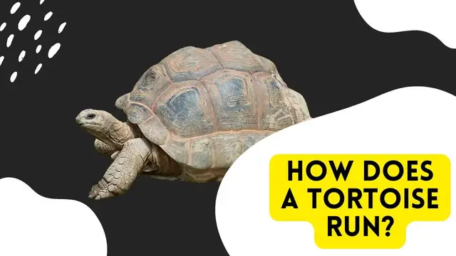 'Video thumbnail for How does a Tortoise Run?'