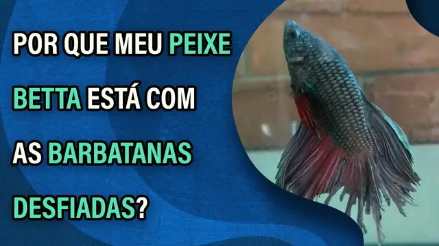 Video thumbnail for Por que meu peixe betta está com a barbatana desfiada? (Fin Rot)