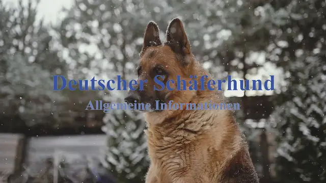 'Video thumbnail for Deutscher Schäferhund Allgemeine Informationen'