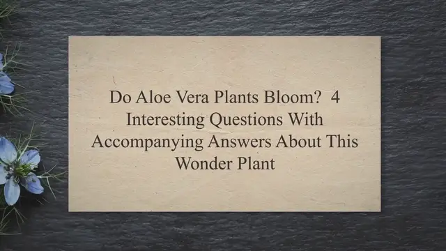 'Video thumbnail for Do Aloe Vera Plants Bloom? 4 Interesting Questions With Accompanying Answers About This Wonder Plant'