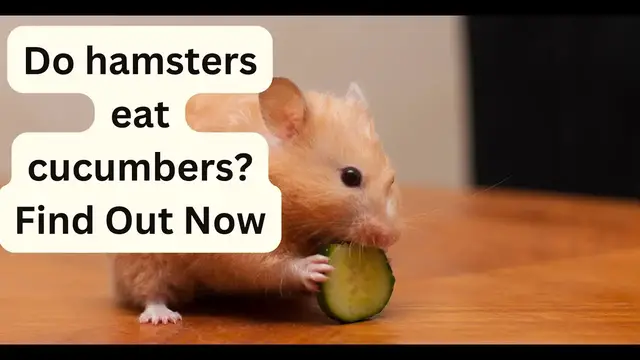 'Video thumbnail for Do hamsters eat cucumbers? Find Out Now'