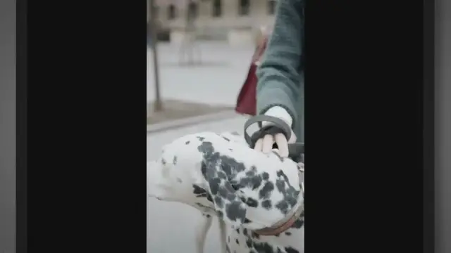 Video thumbnail for Dalmatian Finds An Abandoned Puppy And Keeps Him Forever