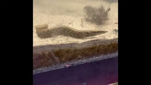 Video thumbnail for July 2022 aquarium fish shorts compilation