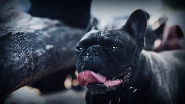 'Video thumbnail for Why Is My French Bulldog Breathing So Fast?'