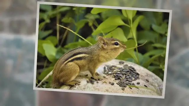 'Video thumbnail for What Do Wild Chipmunks Eat?'