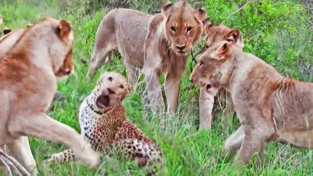 Video thumbnail for LIONS TRAP AND ATTACK OLD LEOPARD