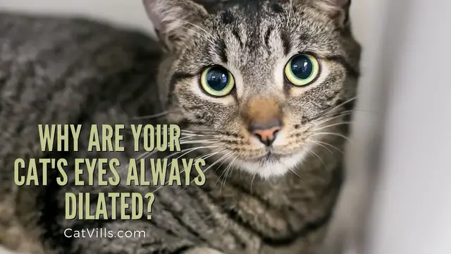 Video thumbnail for Reasons Why Your Cat's Eyes Are Always Dilated