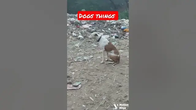 'Video thumbnail for dogs things #dogs #barkingdog'