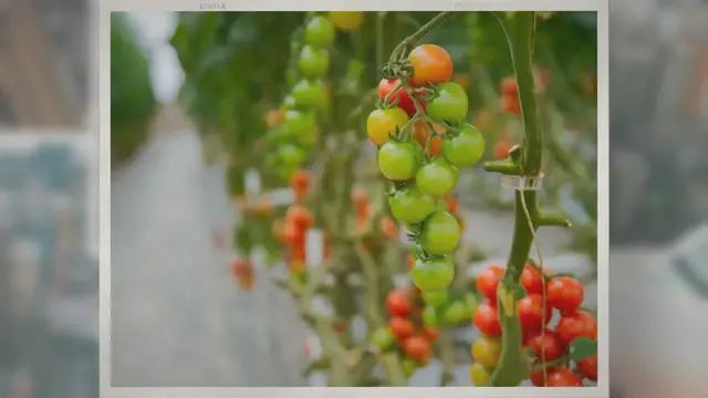 Video thumbnail for What Is Vertical Hydroponic Farming?