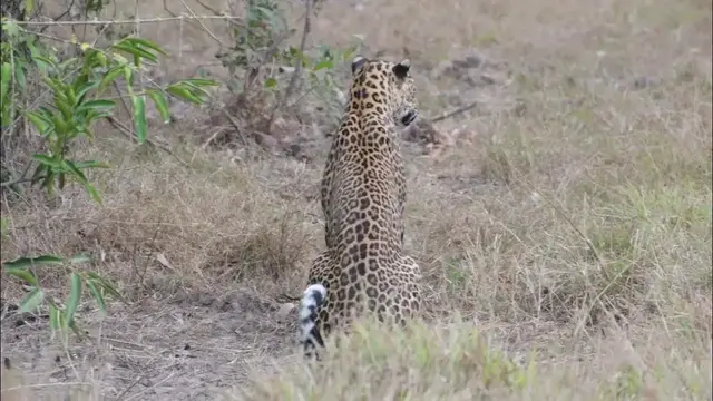 Video thumbnail for Leopard stalks black-naped hare in Wilpattu national park