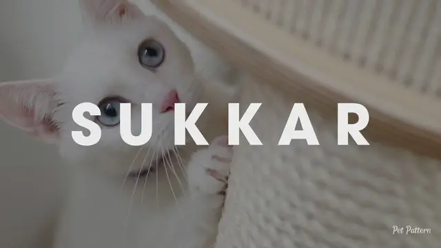 Video thumbnail for 50 CUTE ARABIC CAT NAMES