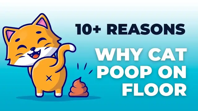 'Video thumbnail for 10 Valid Reasons Why Cat Poop On The Floor'