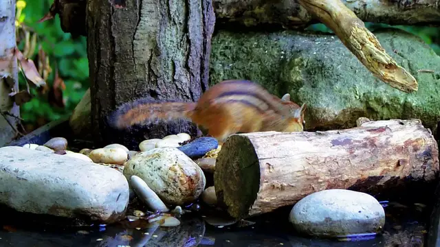 Video thumbnail for Chipmunk eating