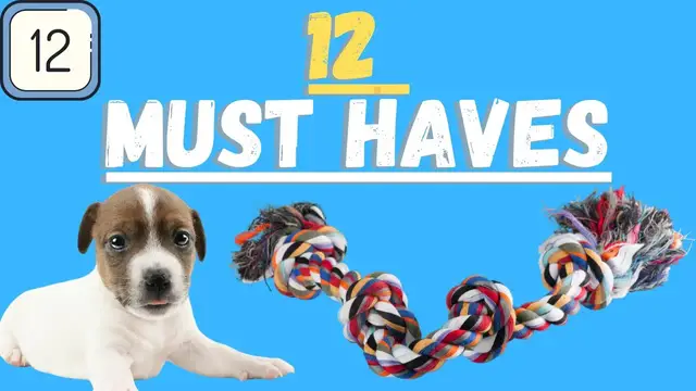 Video thumbnail for Jack Russell Terriers (12 Must Have Accessories Not To Forget)