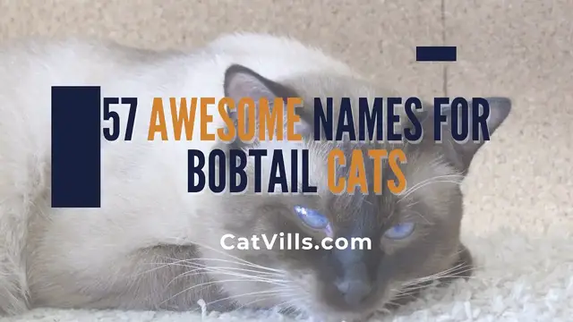 Video thumbnail for 57 AWESOME NAMES FOR BOBTAIL CATS