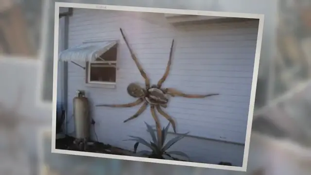 Video thumbnail for Angolan Witch Spider- Fiction!