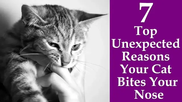 Video thumbnail for Why Does My Cat Bite My Nose: 7 Top Unexpected Reasons