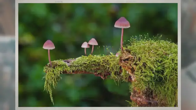 Video thumbnail for Why Do Mushrooms Grow in a Circle?