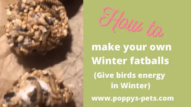 Video thumbnail for Make Your Own Winter Luxury Fatballs: Use Store Cupboard Leftovers